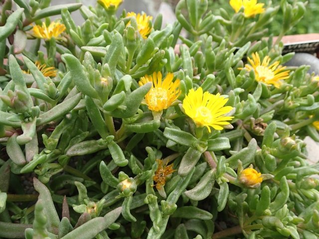 Lithops jaune